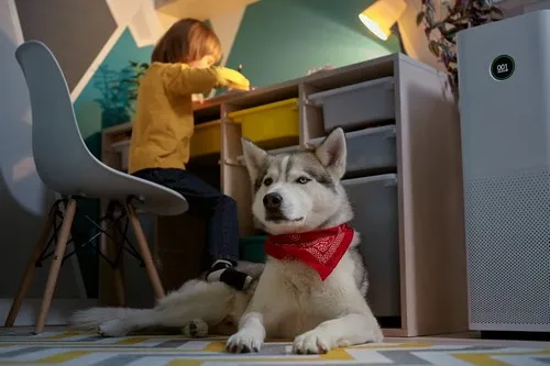 Karakteristike držanja huskija u privatnoj kući