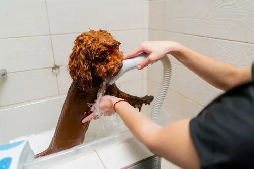 Kupanje pudla Kupanje pudla