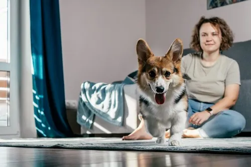 Corgi Pembrok