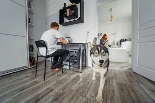 Karakteristike držanja huskija u stanu