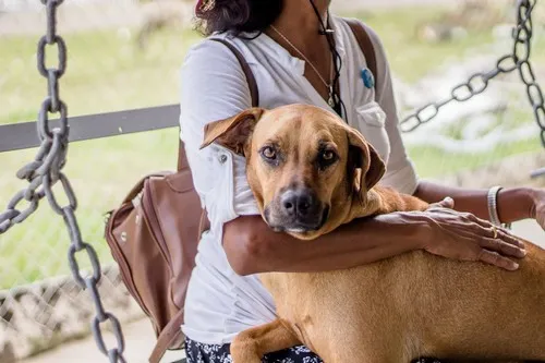 Za šta je potreban veterinarski pasoš za psa?