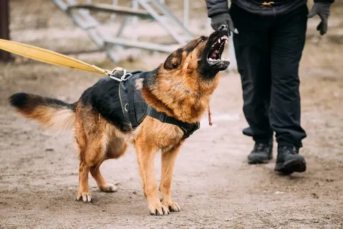 Obuka policijskih pasa putem belgijskog ringa