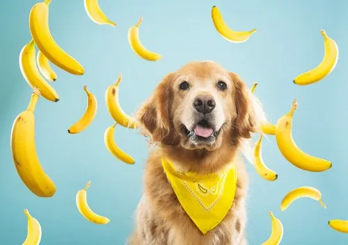 Da li psi mogu da jedu banane