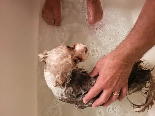 Koji šampon izabrati za negu? Koji šampon izabrati za negu?