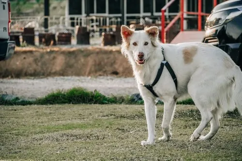 Šta se dobija za pobedu na takmičenjima?