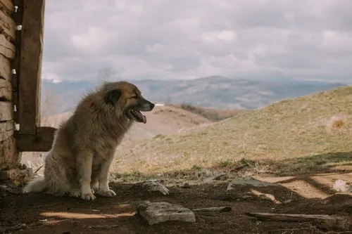 Veliki švajcarski zennenhund Veliki švajcarski zennenhund