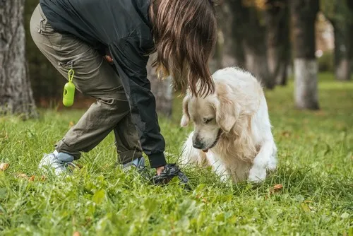 Saveti za negu pasa tokom jeseni