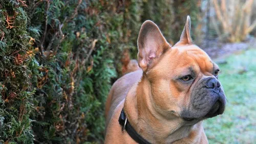 Znaci da treba potražiti veterinara