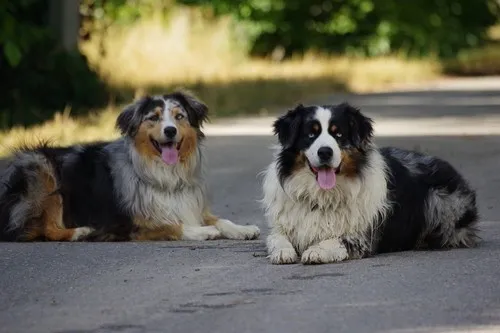 Znaci i simptomi zaraze Znaci i simptomi zaraze
