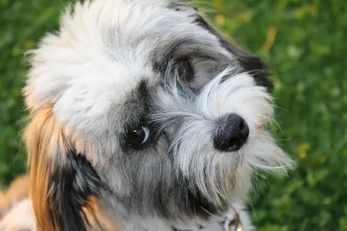 Liječenje blefaritisa kod pasa