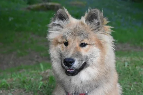 Kai-Inu