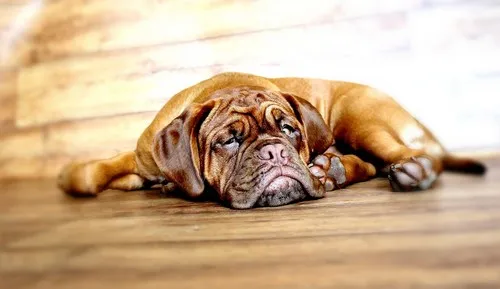 Kada je potrebna hitna veterinarska pomoć?