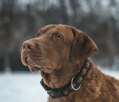 Chesapeake Bay Retriver – Sve što trebate znati o ovoj razigranoj i izdržljivoj rasi