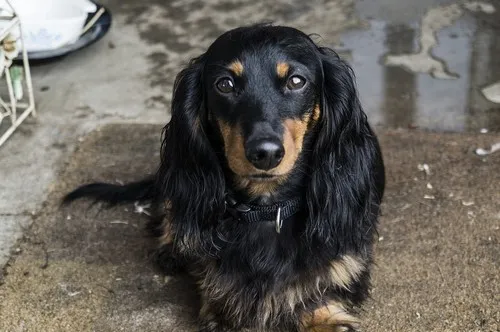 Koliko košta škotski setter