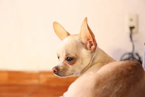 Zdravlje Chihuahua