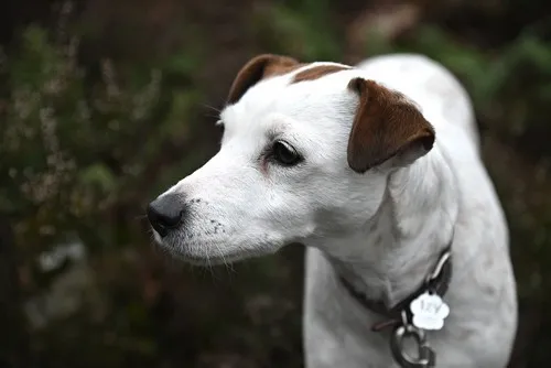 Kako razlikovati Parson Russell terijera od Jack Russella?