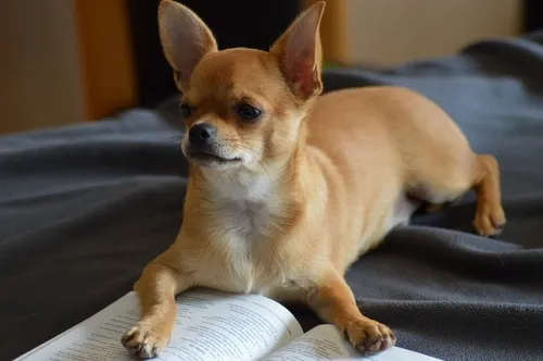 Održavanje i nega Chihuahua