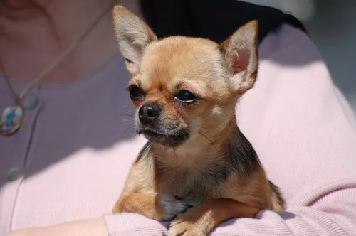Održavanje i nega Chihuahua