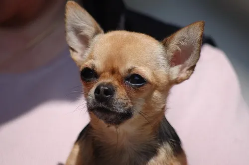 Karakter Chihuahua
