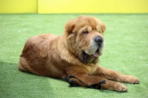 Karakter chow-chow