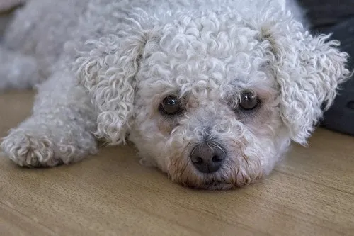 Toy Pudle Toy Pudle