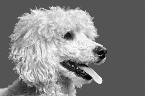 Američki vodenjak spaniel Američki vodenjak spaniel