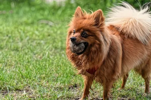 Karakter chow-chow