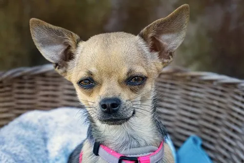 Sve što treba da znate o pasmini Chihuahua