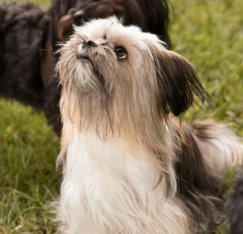 Duh i karakter Lhasa Apso Duh i karakter Lhasa Apso