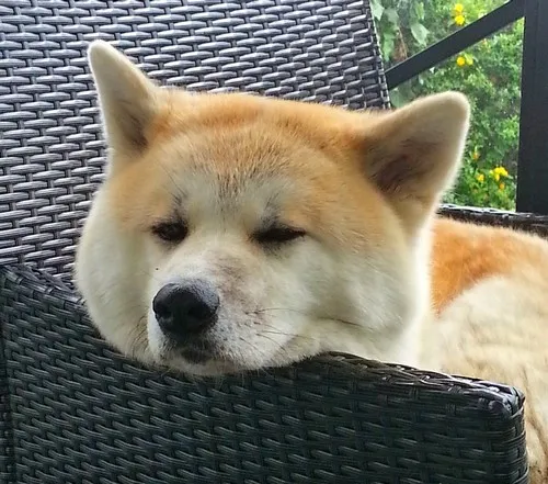 Opis pasmine američka akita