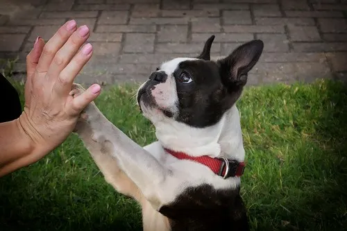 Boja Boston-terijera Boja Boston-terijera
