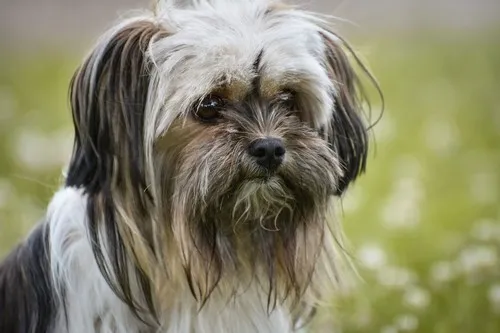 Duh i karakter Lhasa Apso Duh i karakter Lhasa Apso