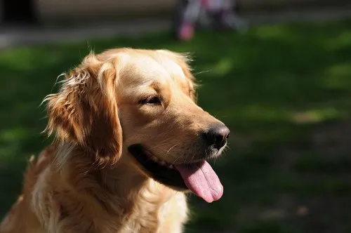 Cene golden retrivera