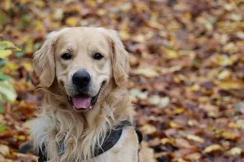 Održavanje golden retrivera