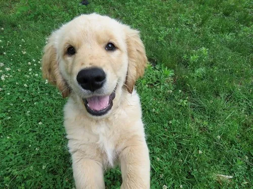 Karakter golden retrivera