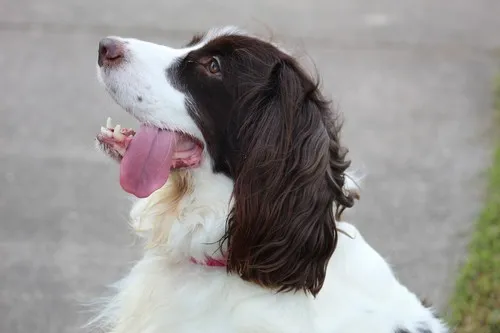 Sve što trebate znati o engleskom springer spanielu