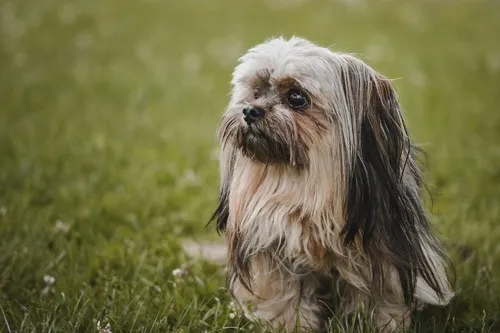 Opis Lhasa Apso Opis Lhasa Apso