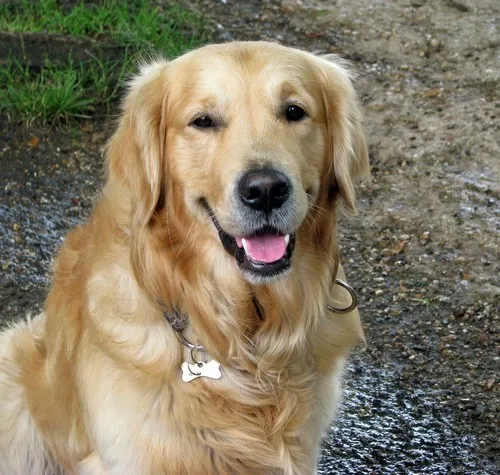 Opis golden retrivera