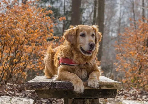 Opis golden retrivera