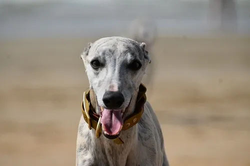 Saluki Saluki