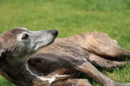 Tazi Tazi