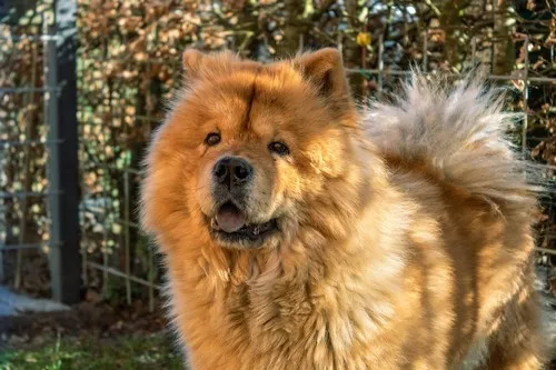 Opis pasmine chow-chow