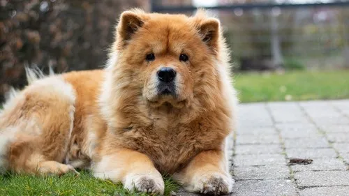 Sve što treba da znate o pasmini Chow-Chow