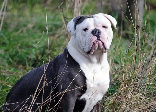 Koja vrsta buldoga vam odgovara?
