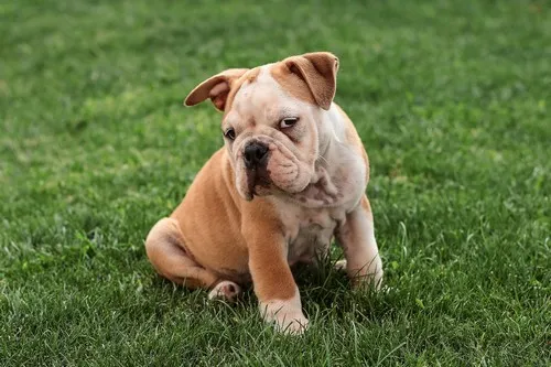 Bullenbaisser (nemački buldog)