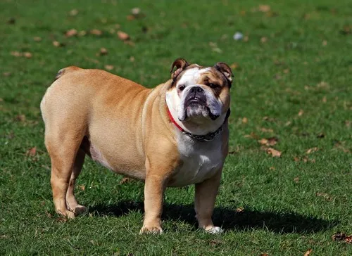 Španski alano (španski buldog)