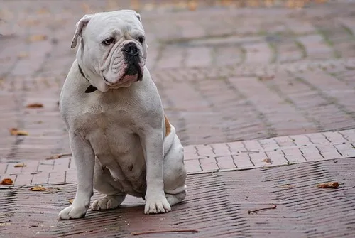 Buldog kampajro