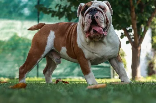 Američki buldog