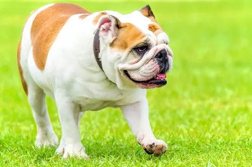 Engleski buldog