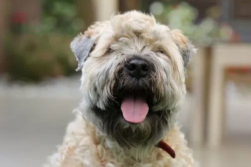 7. Affenpinscher